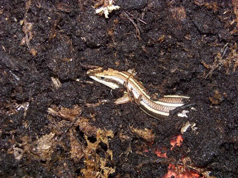 Skink.jpg