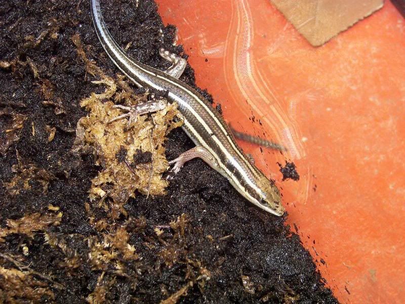 skink2.jpg