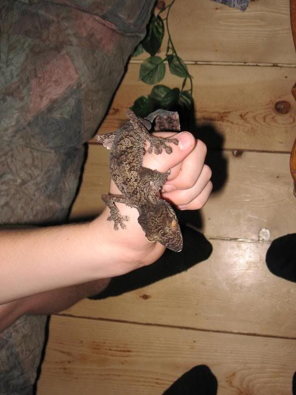 Uroplatus.jpg