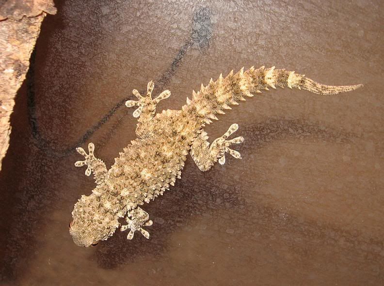 crocgecko.jpg