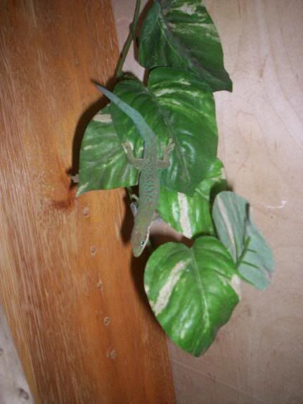 daygecko.jpg