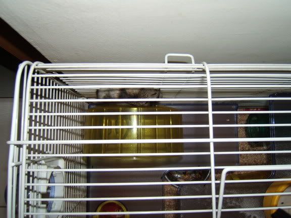 top view of new hamster bed