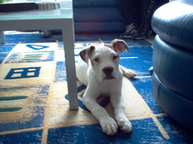 [img width=614 height=460]http://img.photobucket.com/albums/v207/diene/puppyab.jpg[/img]