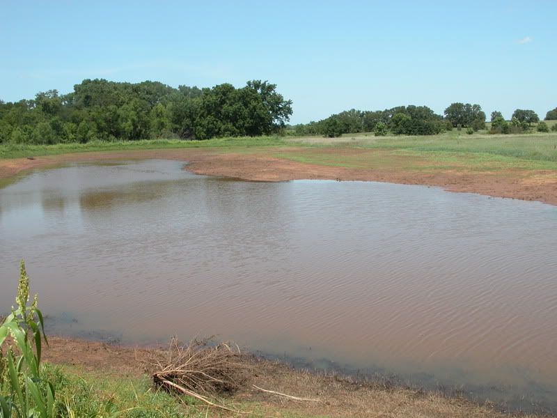 duckpond2.jpg