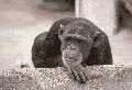 chimpshakinghead.gif