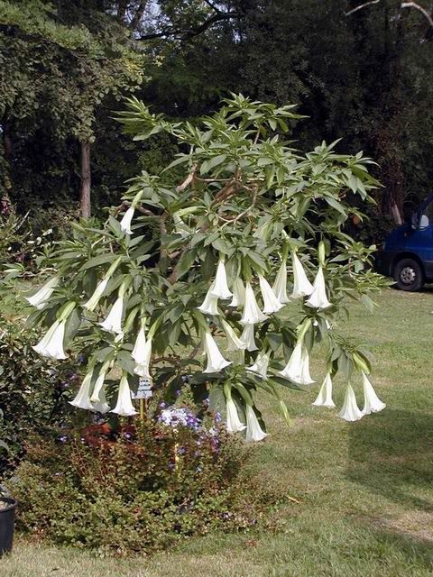 brugmansia.jpg