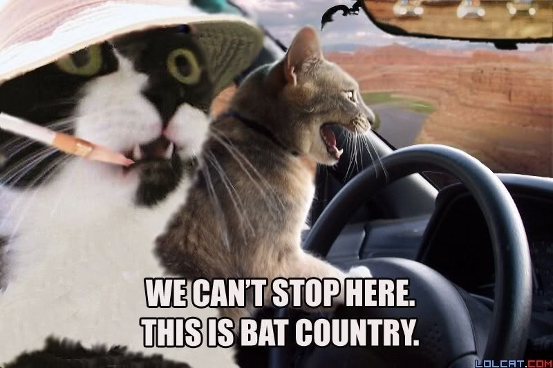 batcountrycat.jpg