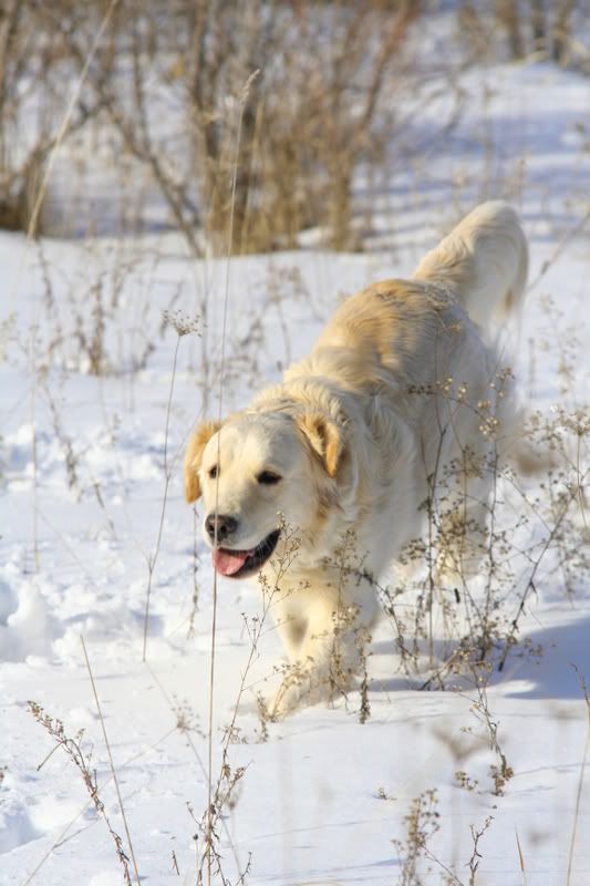 IMAGE: http://img.photobucket.com/albums/v208/MATREDGT/baylee2.jpg