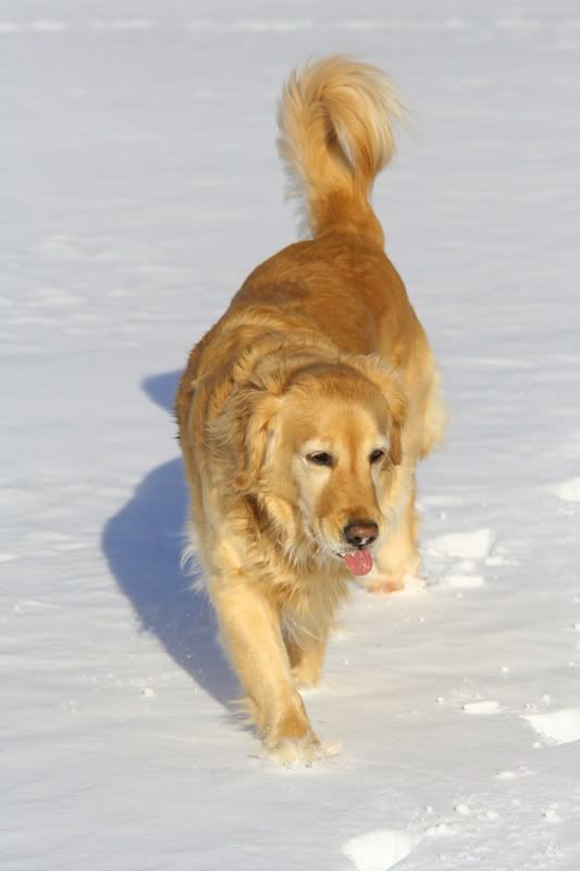 IMAGE: http://img.photobucket.com/albums/v208/MATREDGT/remmi1.jpg