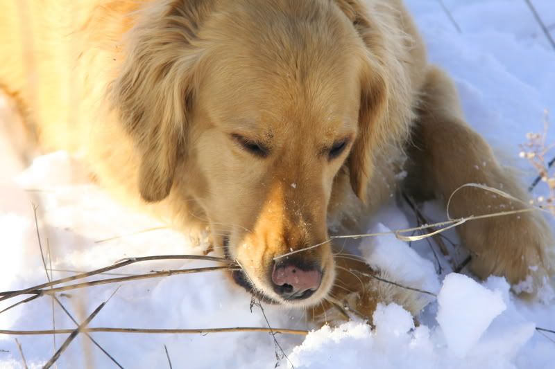 IMAGE: http://img.photobucket.com/albums/v208/MATREDGT/teddi2.jpg