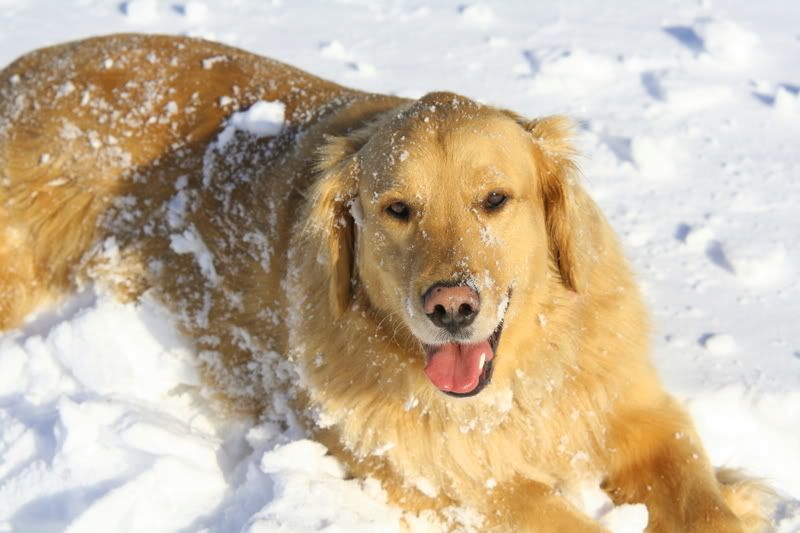 IMAGE: http://img.photobucket.com/albums/v208/MATREDGT/teddi3.jpg