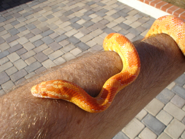 Snake1-1.png