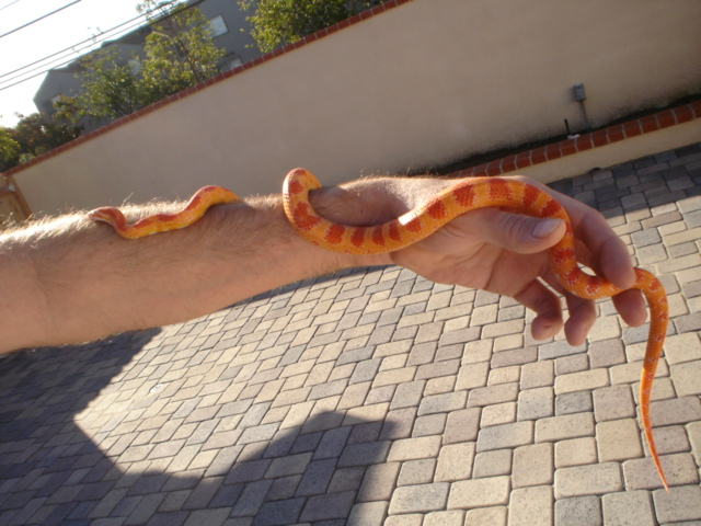 Snake2-1.png