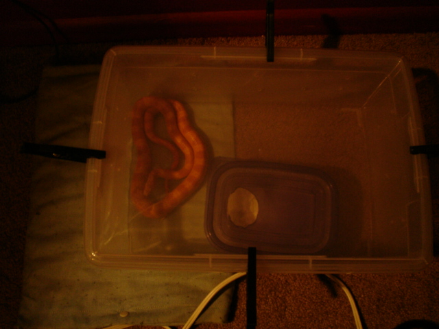 snake3.png