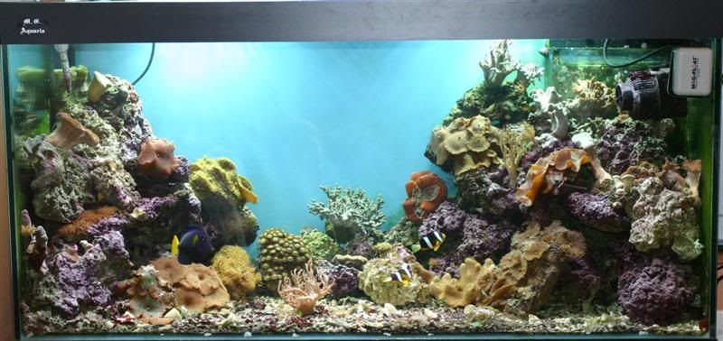 IMAGE: http://img.photobucket.com/albums/v208/pipatic/IMG_1250Medium.jpg