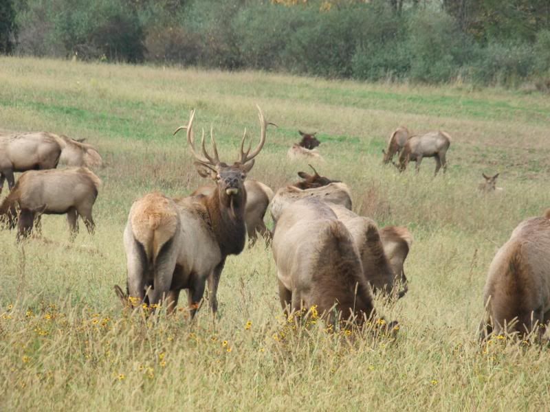 PA ELK...pics Ohio Sportsman Your Ohio Hunting and Fishing Resource