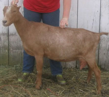 How about a "then and now" thread?? - Goats