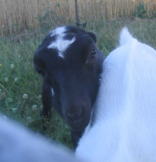 Lost my doe kid.. - Goats