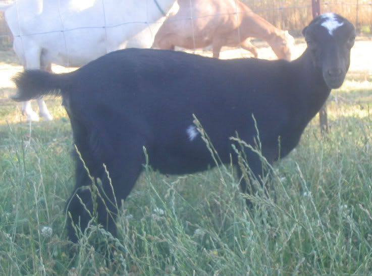 Lost my doe kid.. - Goats