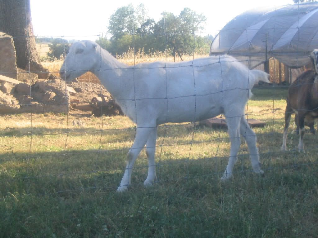 How about a "then and now" thread?? - Goats