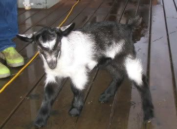 How about a "then and now" thread?? - Goats