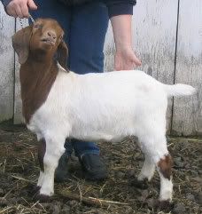 Terrible goat pictures - Goats