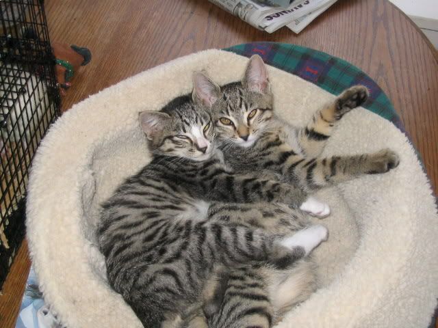 OK, Stop It!! - Goats