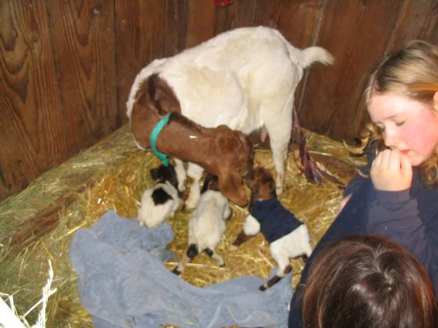 Terrible goat pictures - Goats