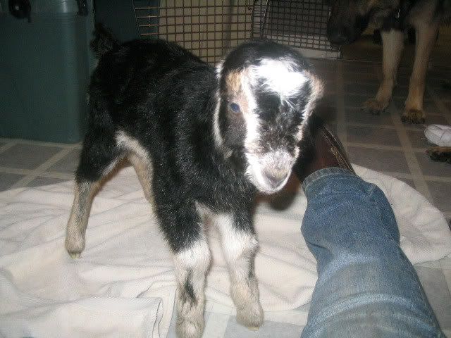 It's not fair - Goats