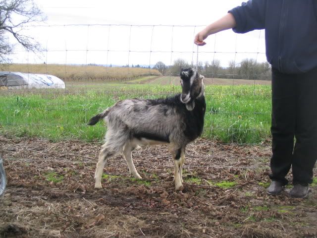 baby pictures - Goats