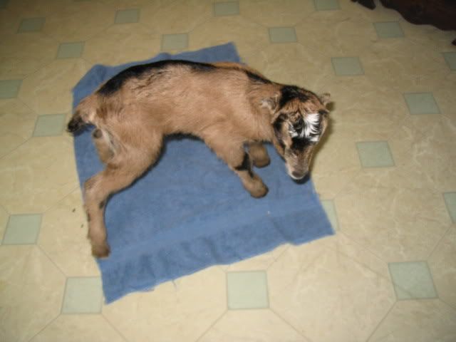 baby pictures - Goats