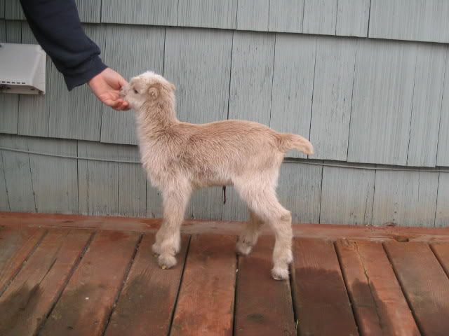 baby pictures - Goats