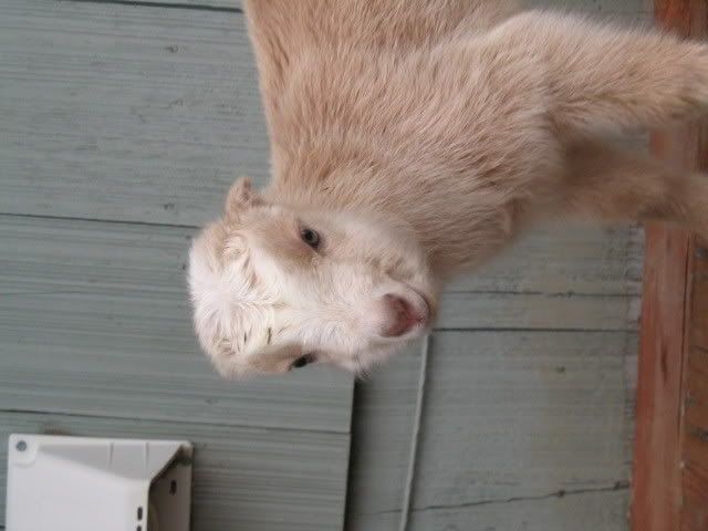 baby pictures - Goats