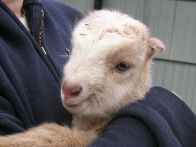 baby pictures - Goats