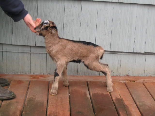 baby pictures - Goats