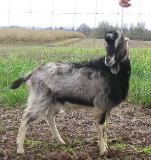 How about a "then and now" thread?? - Goats