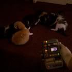 kittens_av.jpg