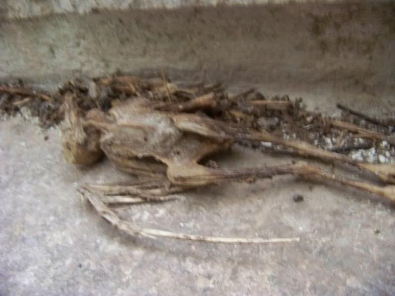 Dead Bird Skeleton