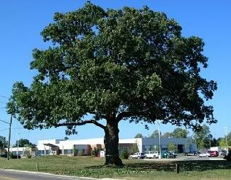 250 year old White Oak Tree in Oakville, Ontario