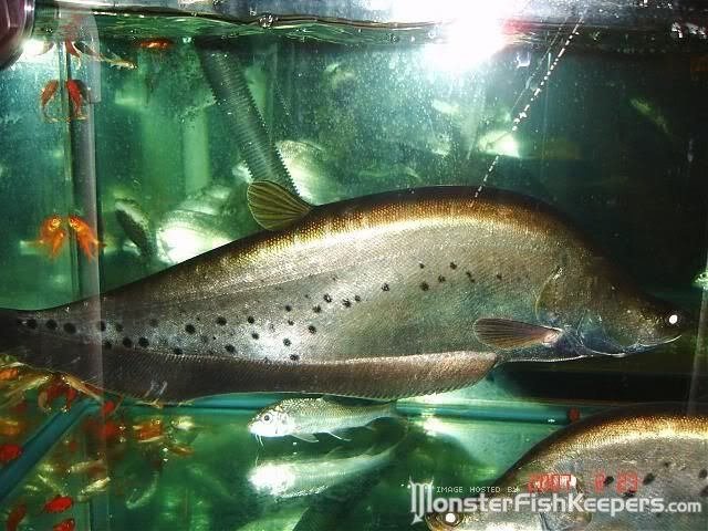 indian knife fish