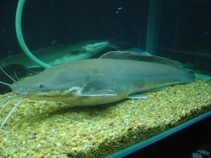 Breeding Walking Catfish?