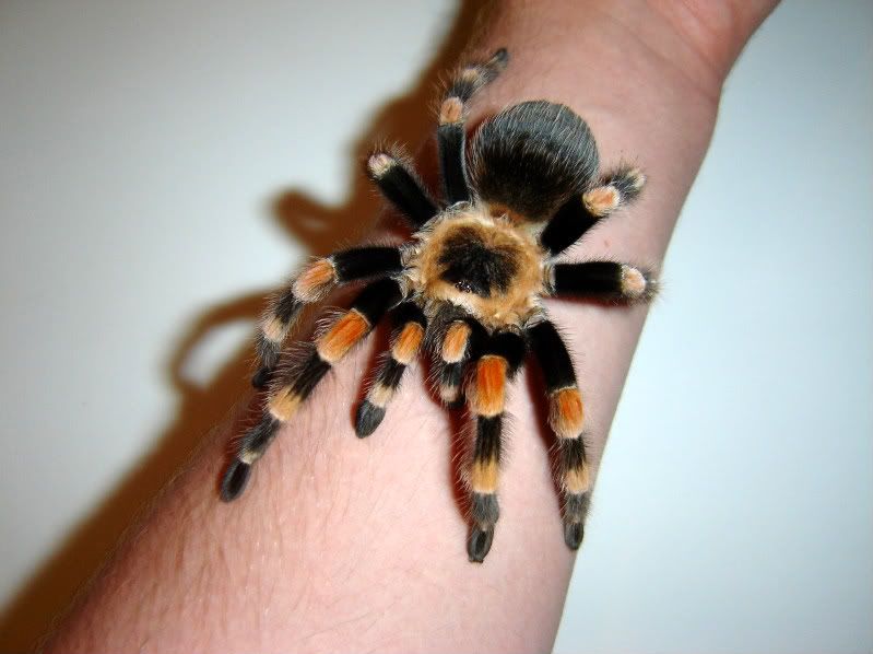Wales Mexican Red Knee Tarantula (FOR SALE) Reptile Forums