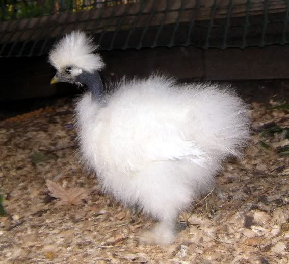 SE Michigan turken, silkies, Showgirls BackYard Chickens Learn How