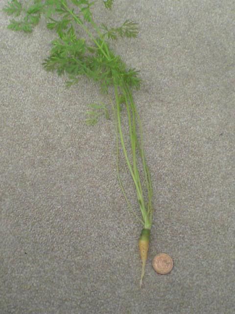 1carrot.jpg