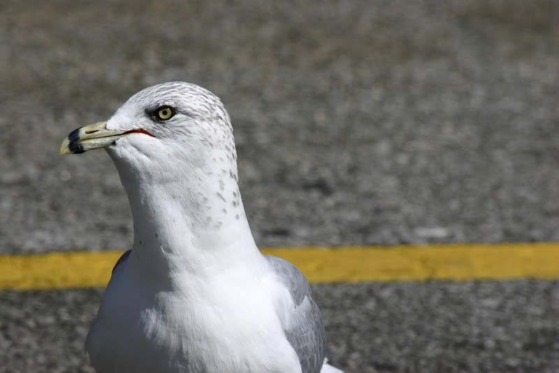 IMAGE: http://img.photobucket.com/albums/v21/beeesh/bird.jpg