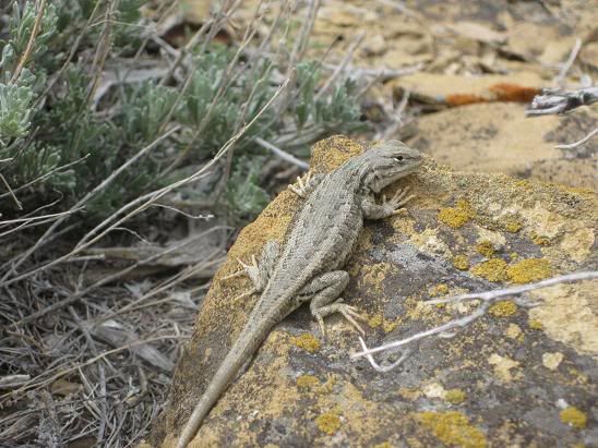 Common Sagebrush Lizard