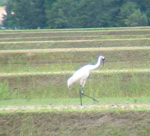 Check out this picture I just caught! - Homesteading Questions