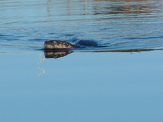 A creature in our pond....... - Homesteading Questions