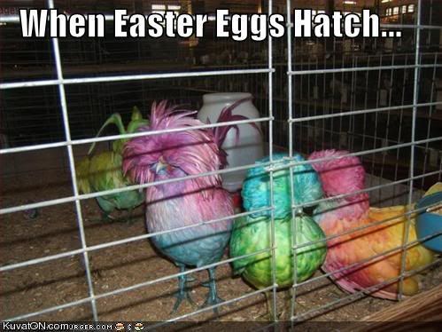 When_Easter_Eggs_Hatch Pictures, Images and Photos