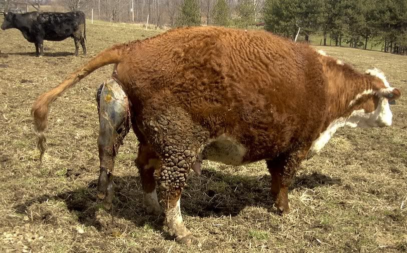 Warts On Cattle